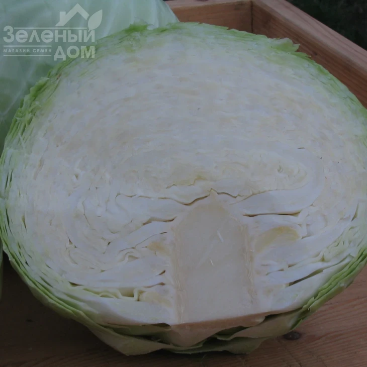 Авак F1 / Avak F1,115-120 дней фото 2