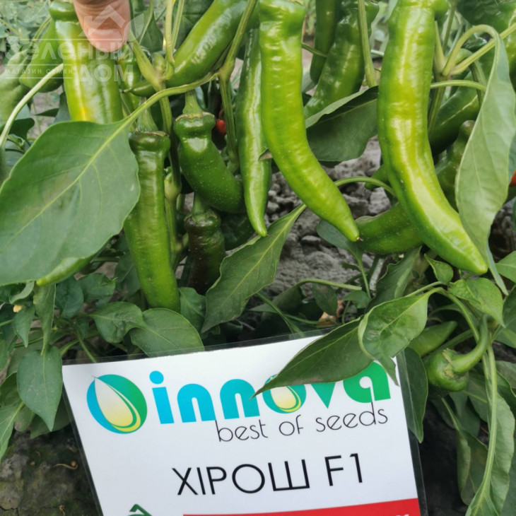 Хірош F1 / Hirosh F1,50-55 днів фото 3