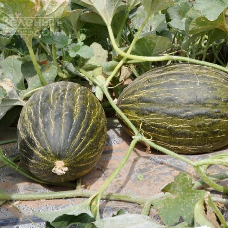 Бравура F1 / Вravura F1,75-80 дней фото 3