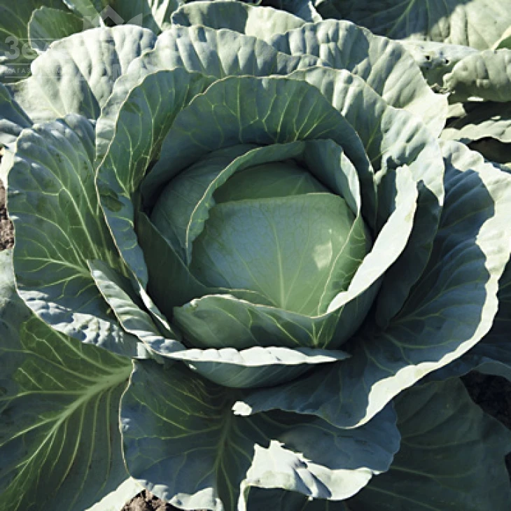 Адаптор F1 / Adaptor F1,115-125 дней фото 2