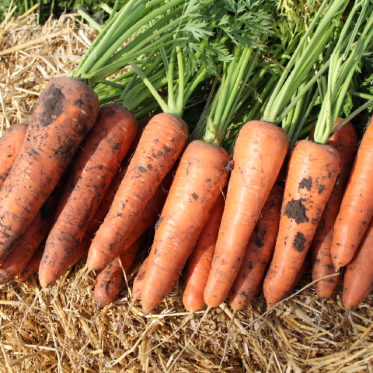 Олімпо F1 / Olimpo F1,115-25 днів фото 2