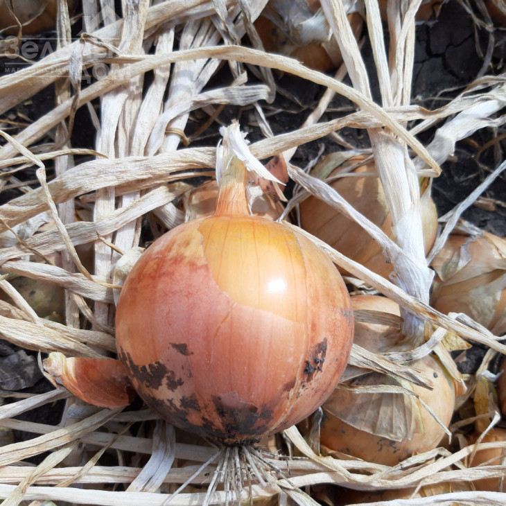 Джела F1 / Dzhela F1, 100-110 днів фото 5