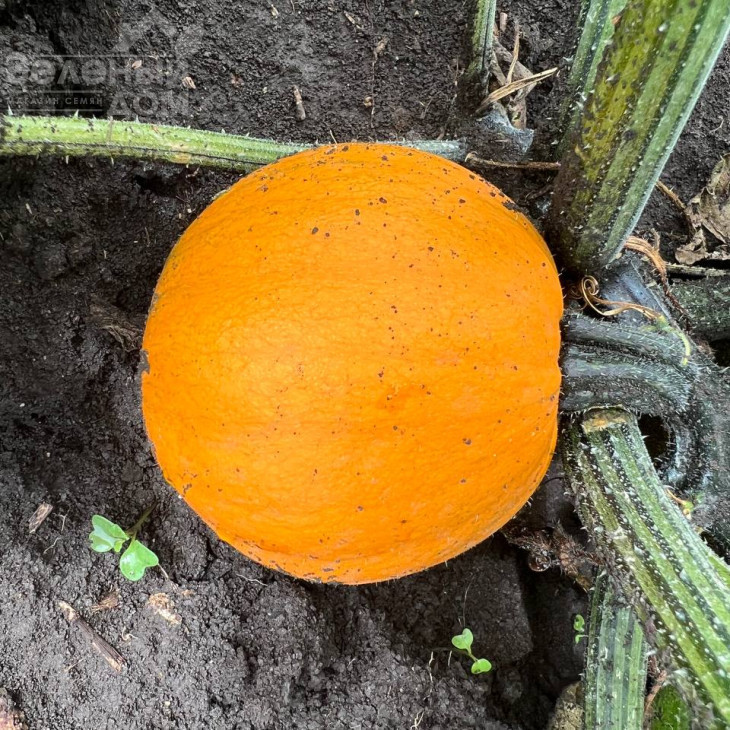 Апрентіс F1 / Aprentis F1 фото 3