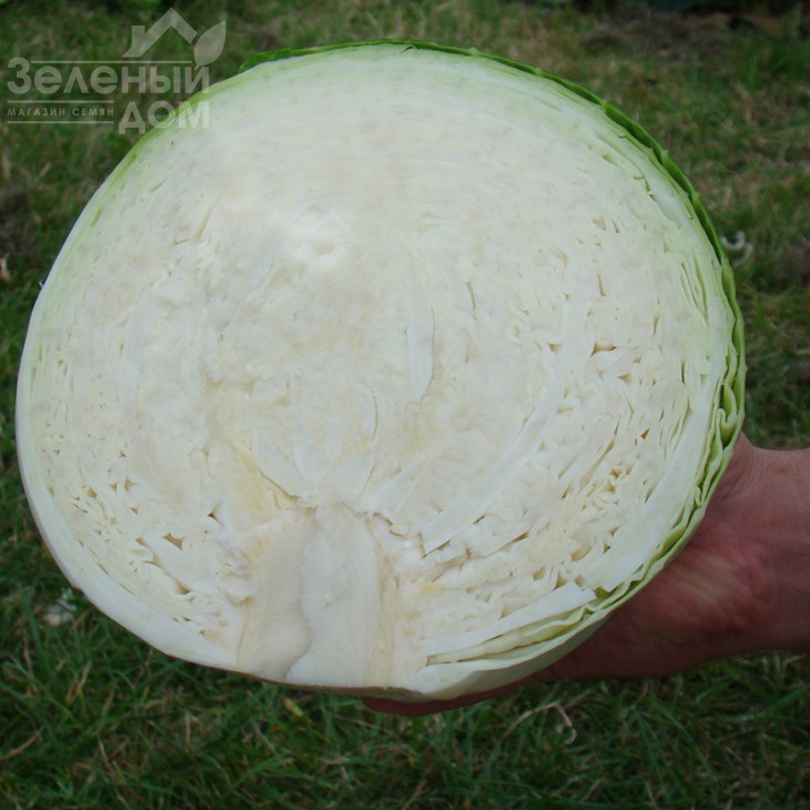 Центуріон F1 / Centurion F1,100-110 днів фото 3