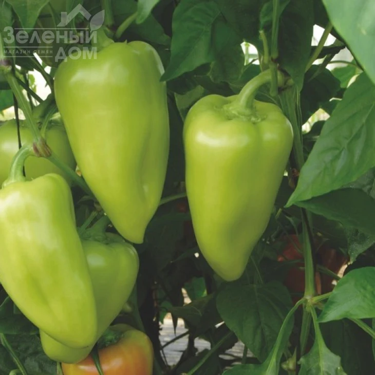 Лотта F1 / Lotta F1 фото 3