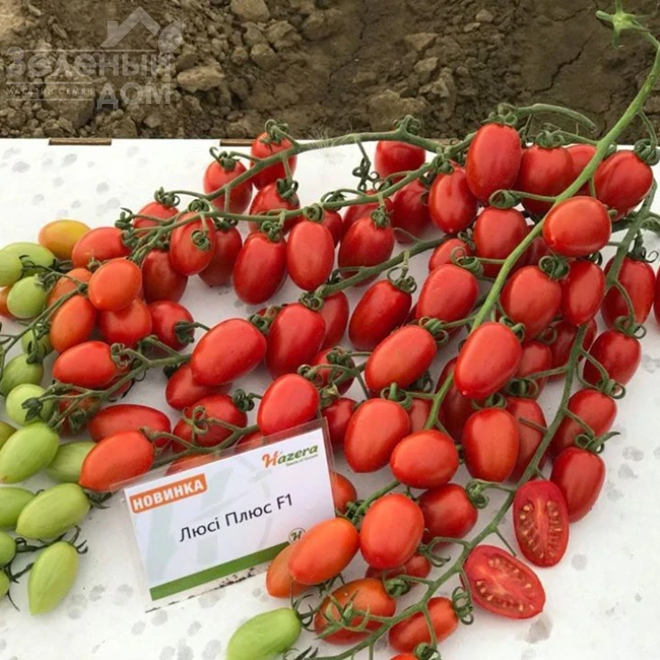 Люси Плюс F1 / Luci Plus F1,95-100 дней фото 3