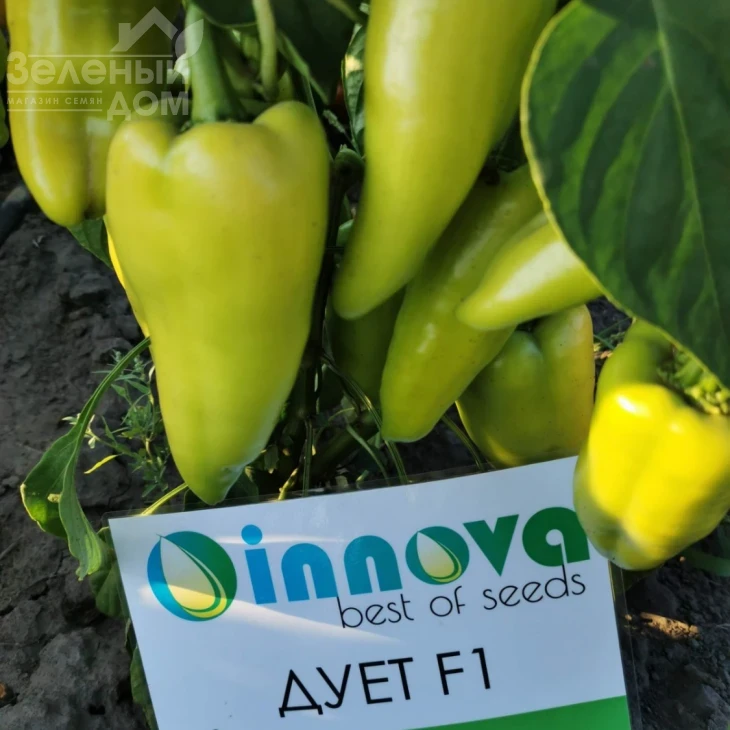 Дуэт F1 / Duet F1,62-67 дней фото 6