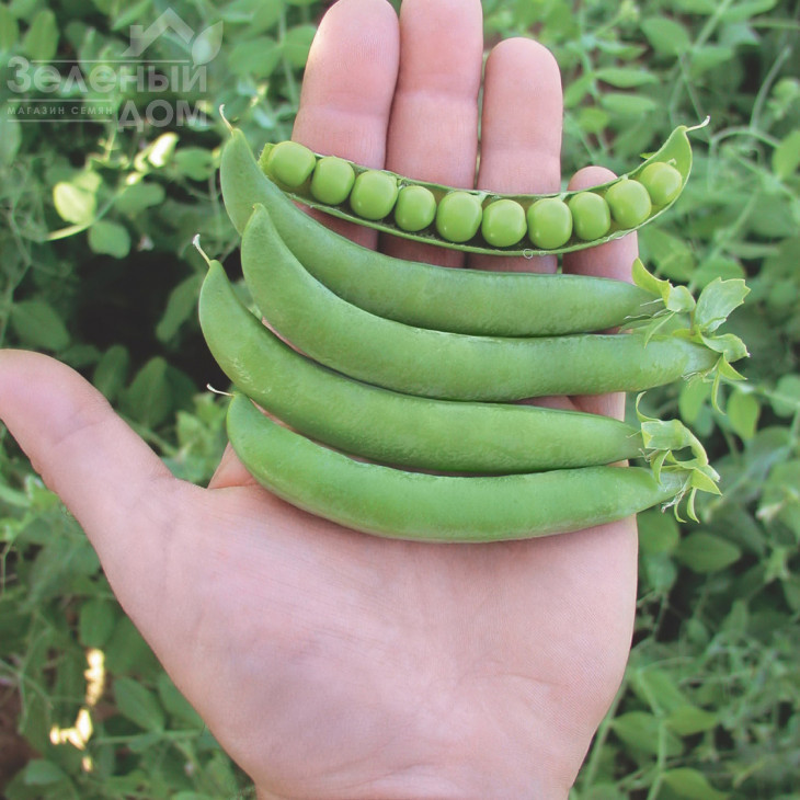 Оскар / Oskar фото 1