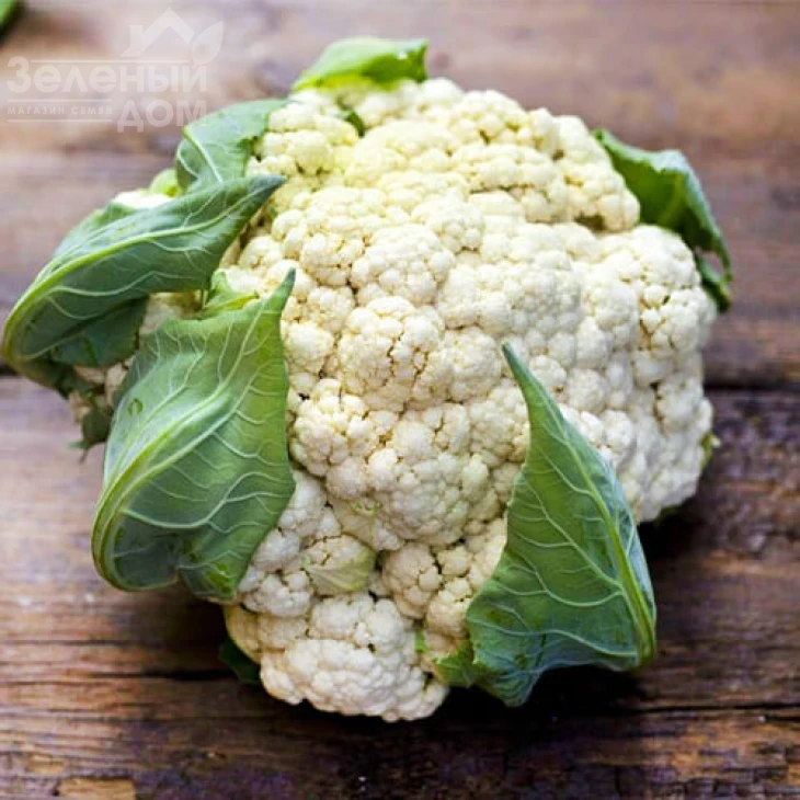 Униботра / Unibotra, 90-120 дней фото 1