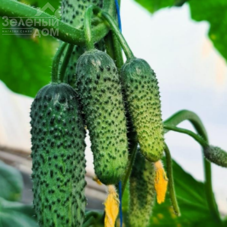 КС 45 F1 / KS 45 F1 фото 1