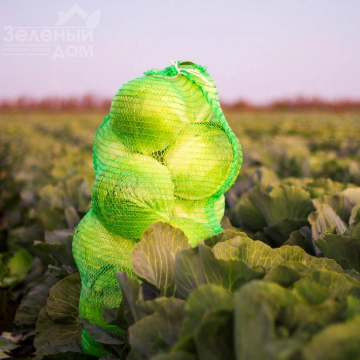 Золтан F1 (NiZ 17-1265) / Zoltan F1 (NiZ 17-1265),120-125 дней фото 4