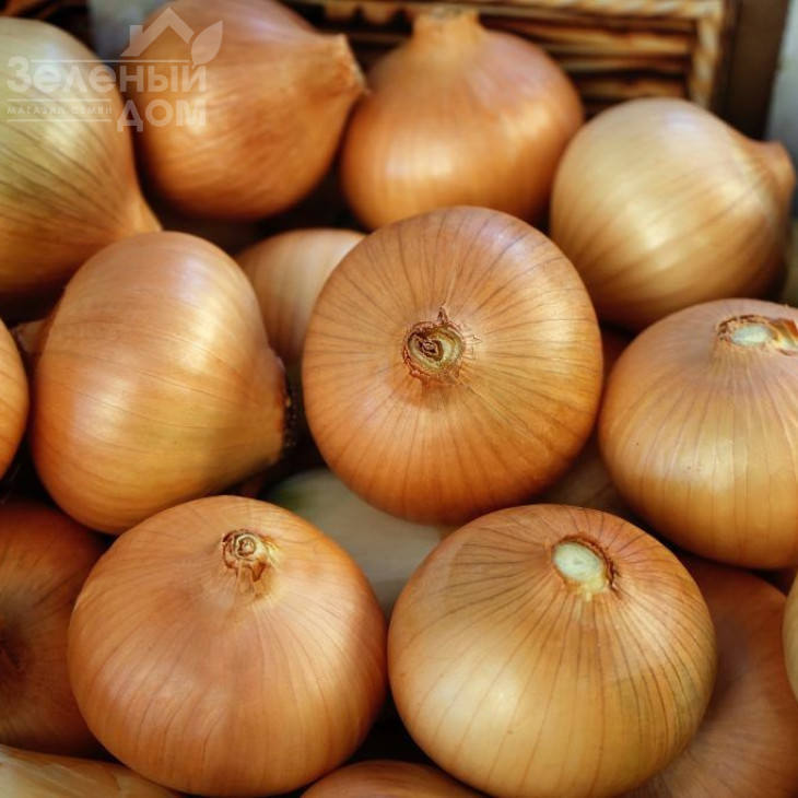 Люсі / Lusy фото 1