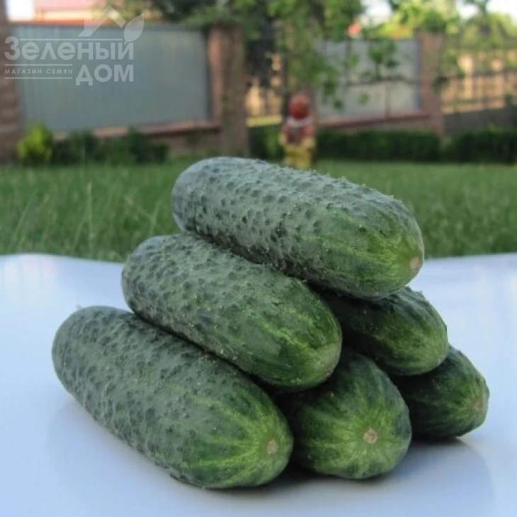 Джустина F1 / Justina F1,45-50 дней фото 2