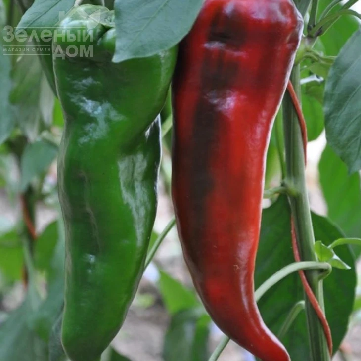 Армагеддон F1 / Armageddon F1 фото 2