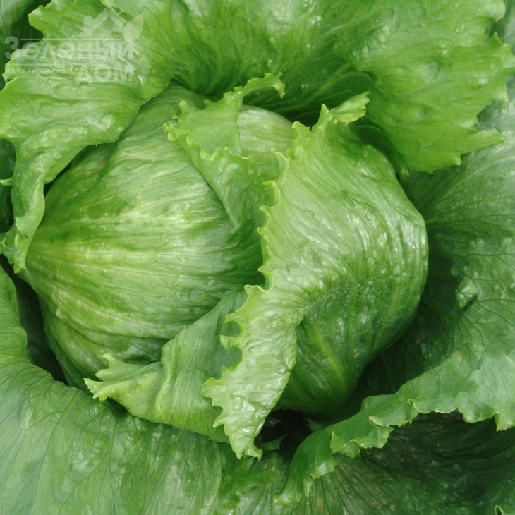 Маугли / Maugli,50-55 дней фото 1