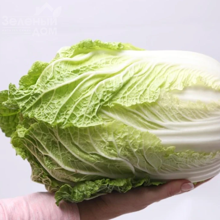 Тахира F1 / Tahira F1 фото 2