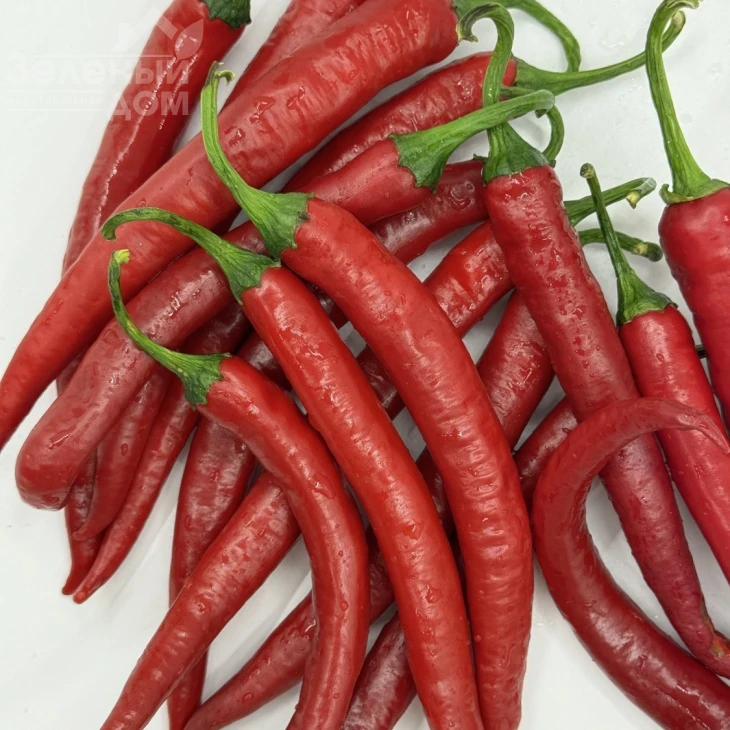 Фуего F1 / Fuego F1, 50-55 дней фото 3