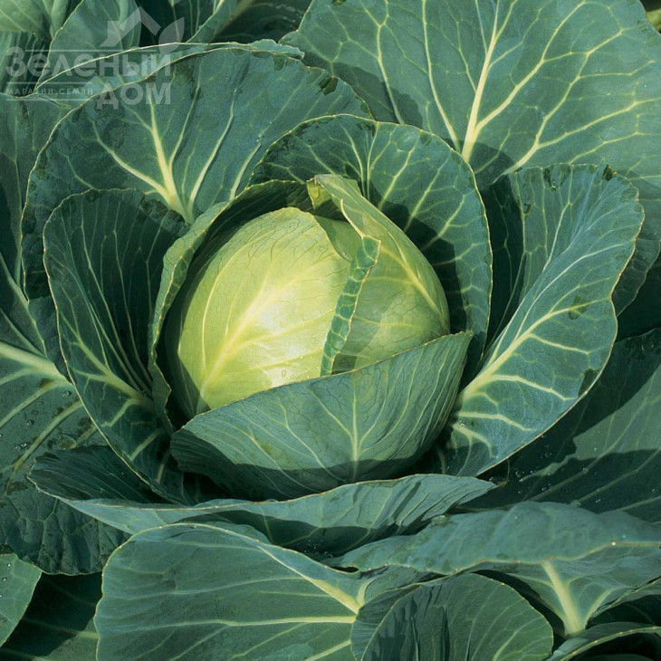 Глорія Стар F1 / Gloria Star F1,75-80 днів фото 1