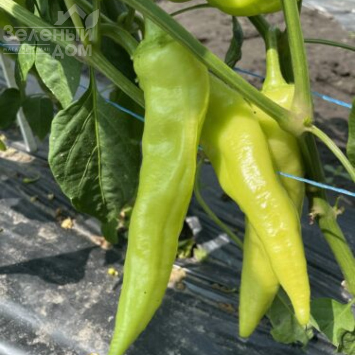 Горн F1 / Horn F1, 50-55 днів фото 3