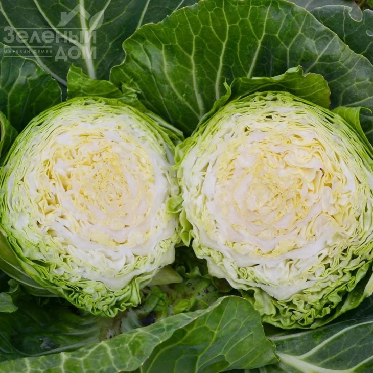 Капитал F1 / Capital F1, 42-45 дней фото 4