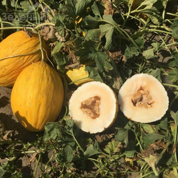 Амбарино F1 / Ambarino F1, 70-75 дней фото 1