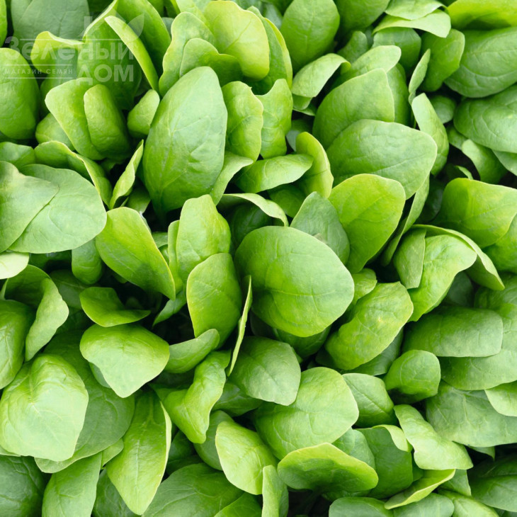 Спірос F1 / Spiros F1,44 дні фото 2