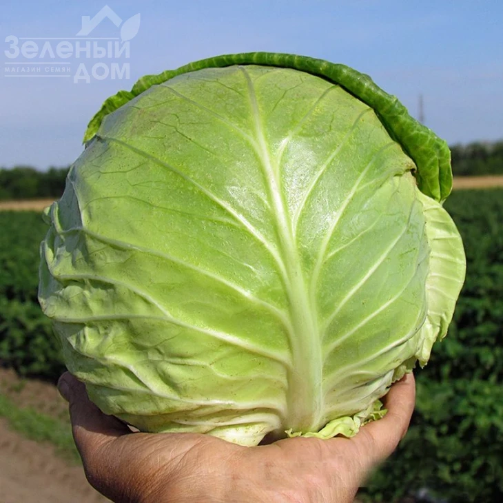 Аванто F1 / Avanto F1, 125-135 дней фото 2