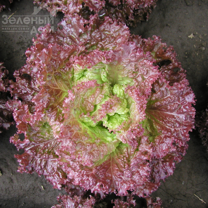 Росет / Roset фото 1