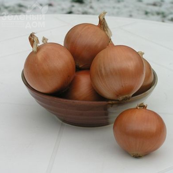 Пандеро F1 / Pandero F1,115-120 днів фото 2