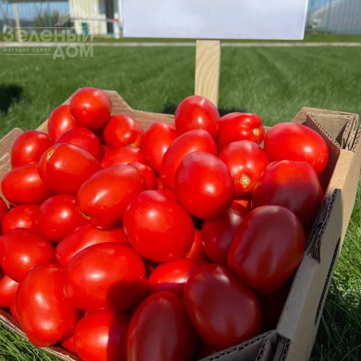 Кендрас F1 / Kendras F1,110--115 дней фото 6