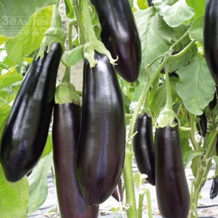 Тети F1 / Teti F1 фото 1