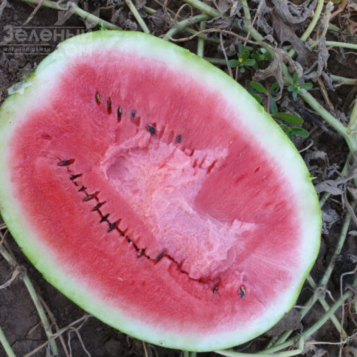 Дата F1 / Data F1, 70-73 дні фото 1