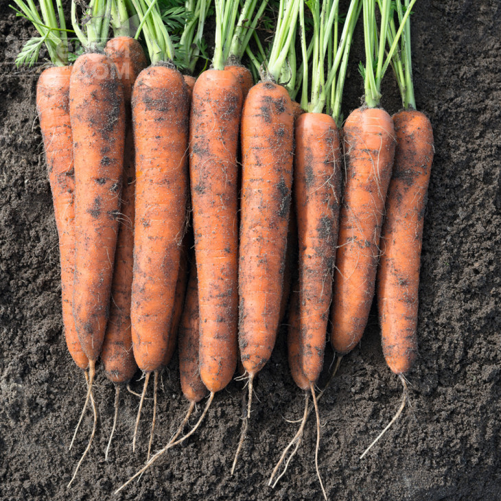 Норвей F1 / Norway F1,130 днів фото 1