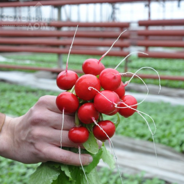 Ірен F1 / Iren F1,25-30 днів фото 1