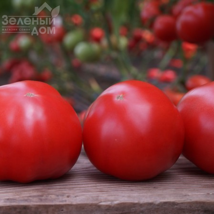 Макан F1 / Macan F1,55 днів фото 10