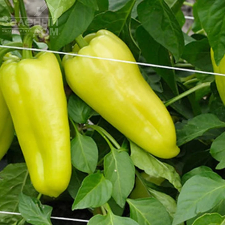 Пироуэт F1 / Pirouet F1  фото 2