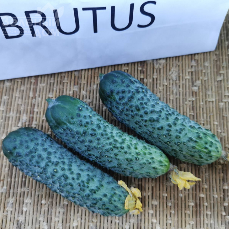 Брутус F1 / Brutus F1,35-37 днів фото 4