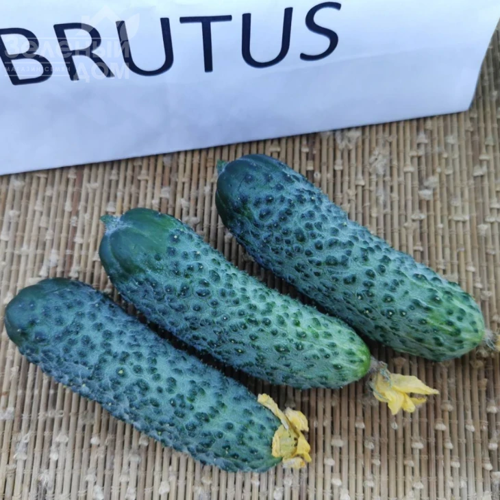 Брутус F1 / Brutus F1, 35-37 днів фото 4