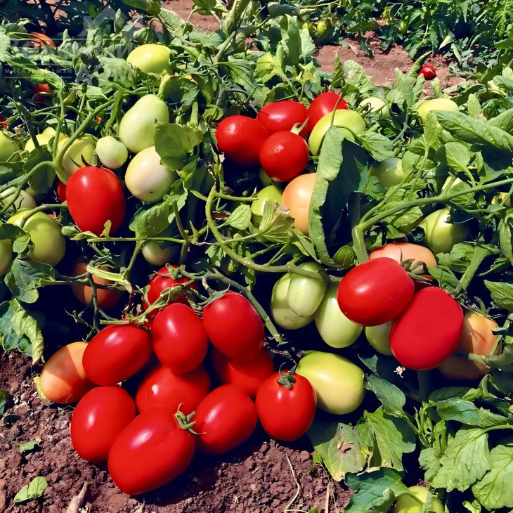 Супра F1 / Supra F1, 80-85 днів фото 1