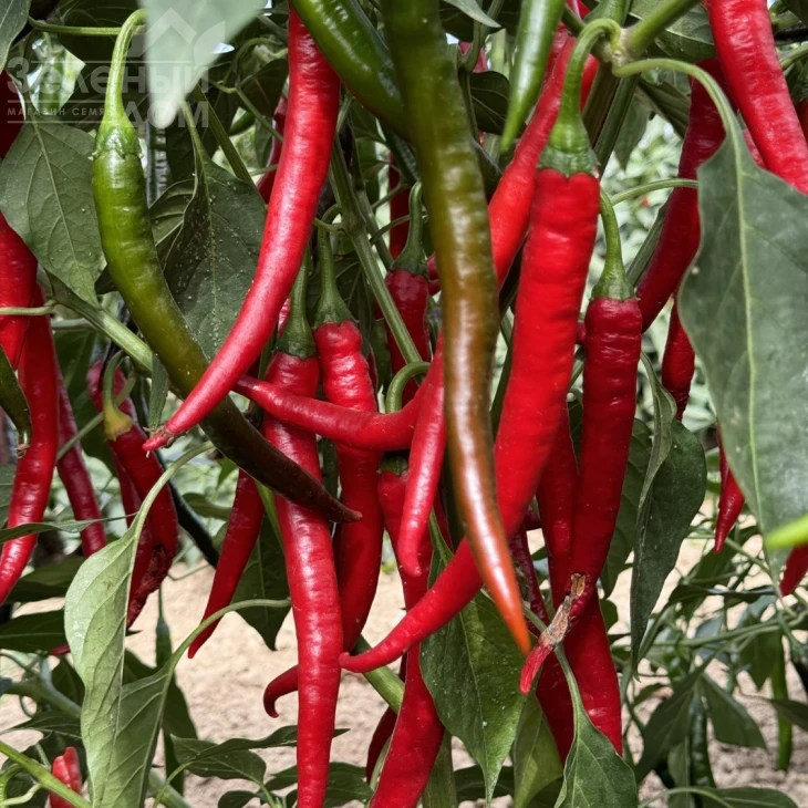 Фуего F1 / Fuego F1, 50-55 дней фото 4