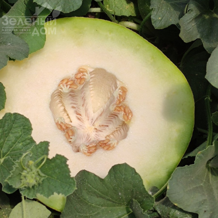 Сара F1 (INX 1231) F1 / SARA F1 (INX 1231) F1,48-50 днів фото 2