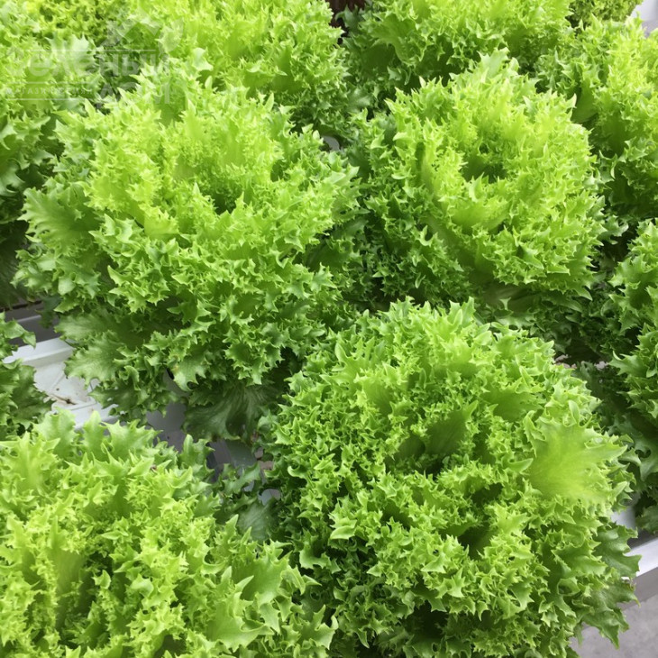 Кріспінет / Krispinet фото 1