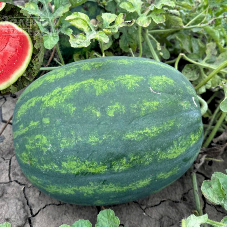 Люмен F1 / Lyumen F1, 62-68 днів фото 1