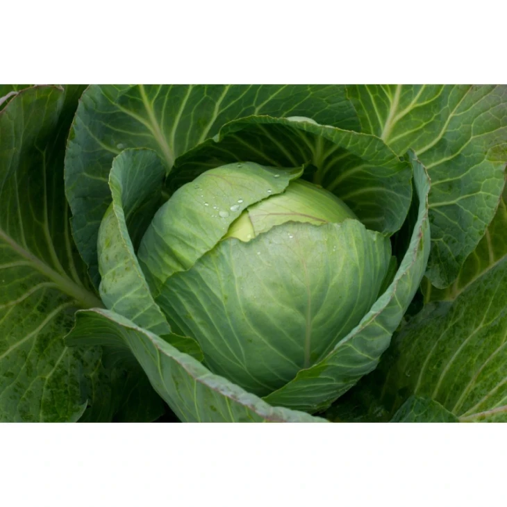 Киластрес F1 / Kilastres F1,120-125 дней фото 1