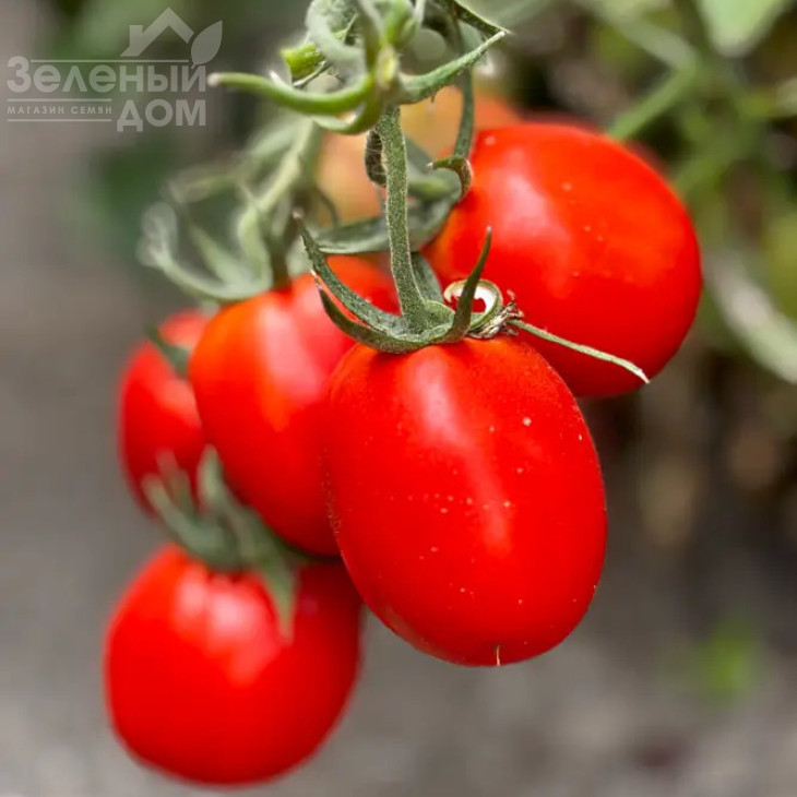 Супрім F1 / Supreme F1, 70-75 днів фото 1