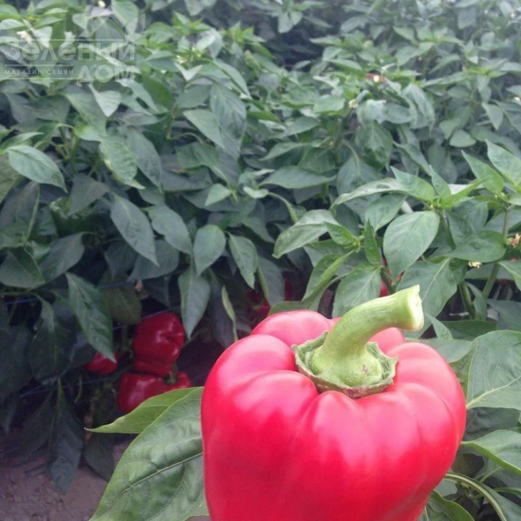 Тибо F1 / Tibo F1,70-75 дней фото 2