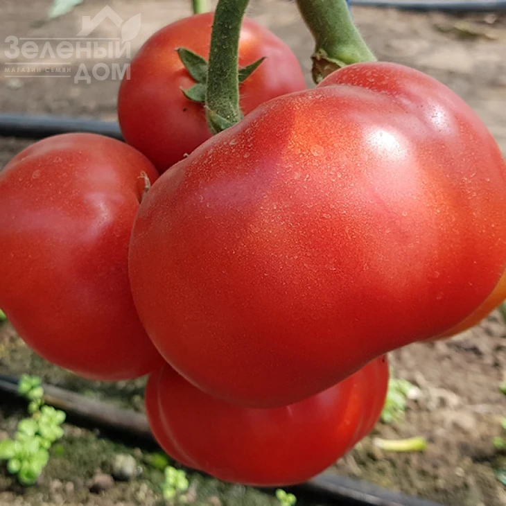 Рестлер F1 / Wrestler F1 фото 1