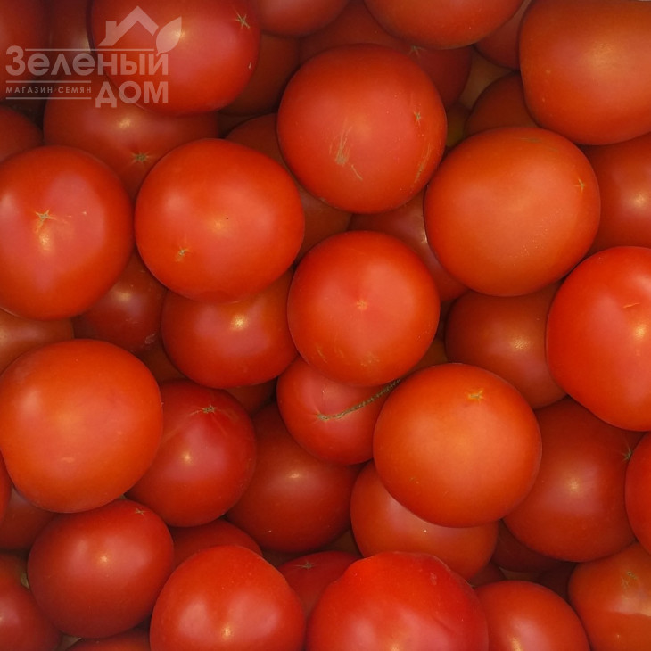 Діззі (INX 6056) F1 / Dizzy (INX 6056) F1, 120 днів фото 1