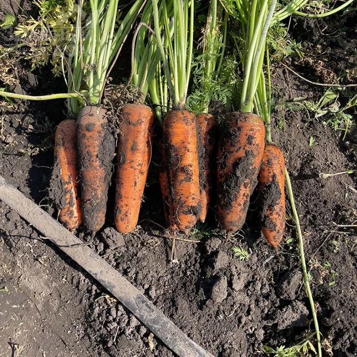 Централ F1 / Central  F1,120 дней фото 2