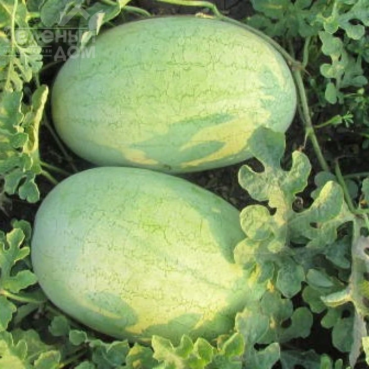 ЛС 1803 F1 / LS 1803 F1 фото 2